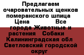 Предлагаем очаровательных щенков померанского шпица › Цена ­ 15 000 - Все города Животные и растения » Собаки   . Калининградская обл.,Светловский городской округ 